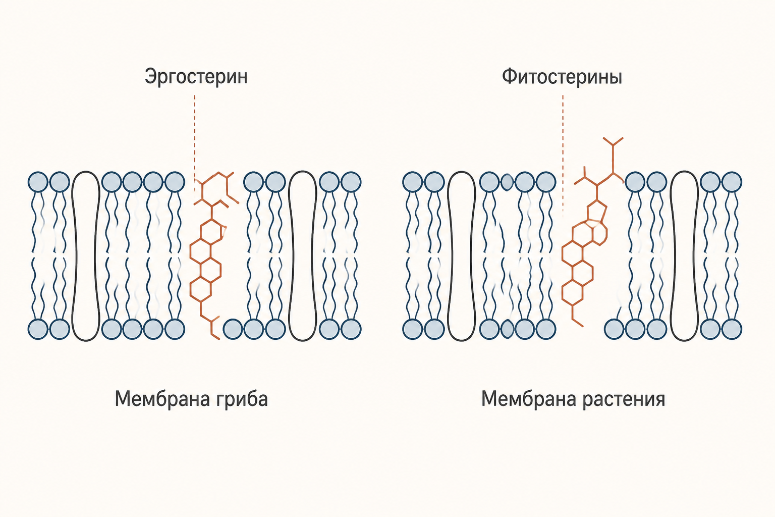 Мембранные стеролы: эргостерин в грибной мембране и фитостерины в растительной