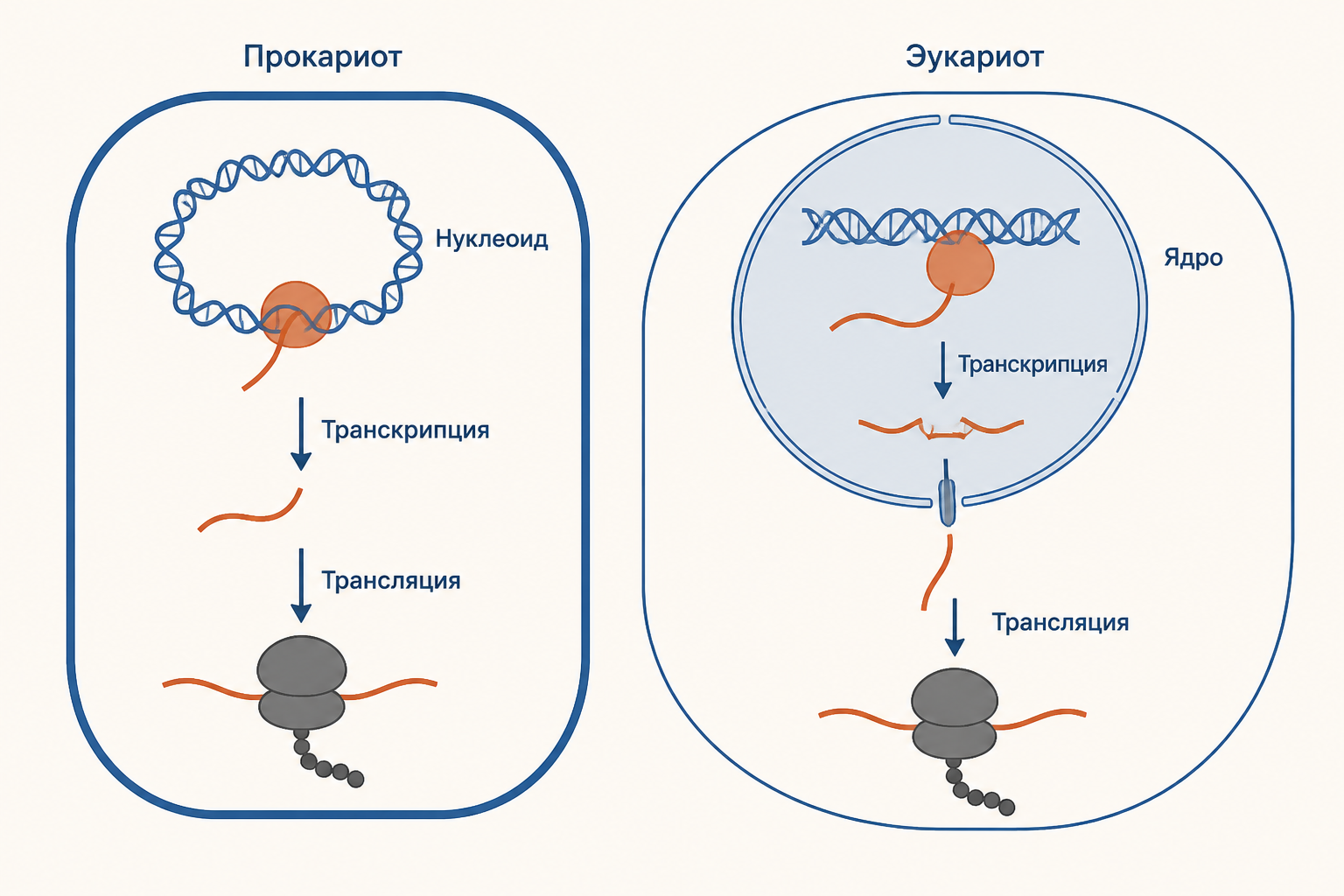 Схема показывает, что у прокариота транскрипция и трансляция идут в одной области клетки, а у эукариота их разделяет ядро