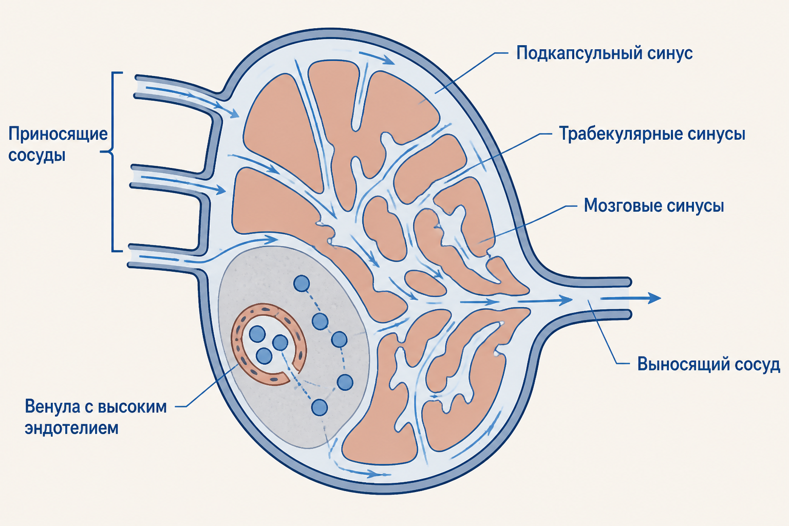 Маршрут лимфы через синусы и поступление лимфоцитов через венулу с высоким эндотелием