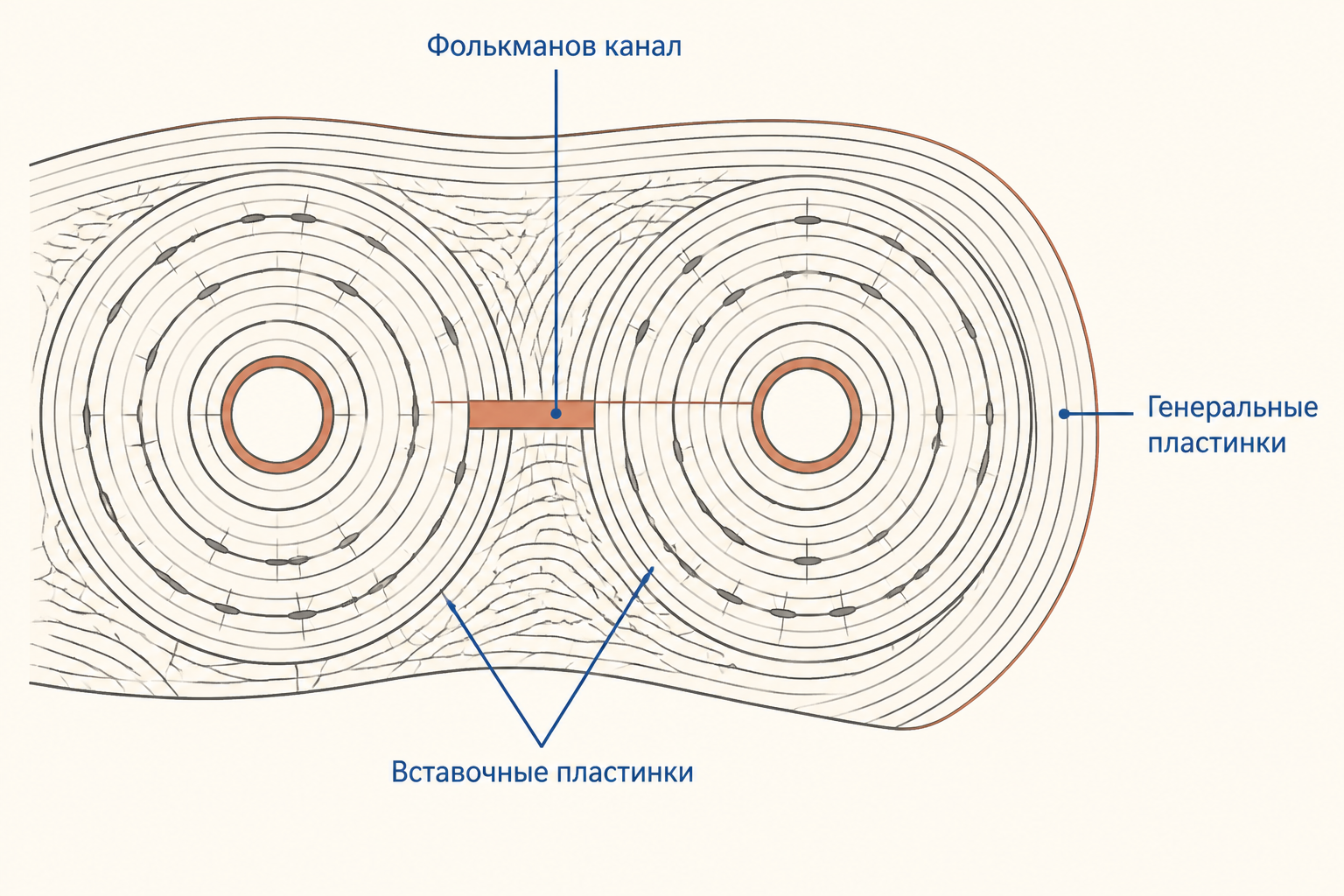 Схема связи: фолькманов канал соединяет гаверсовы каналы, а вставочные и генеральные пластинки занимают пространство между остеонами