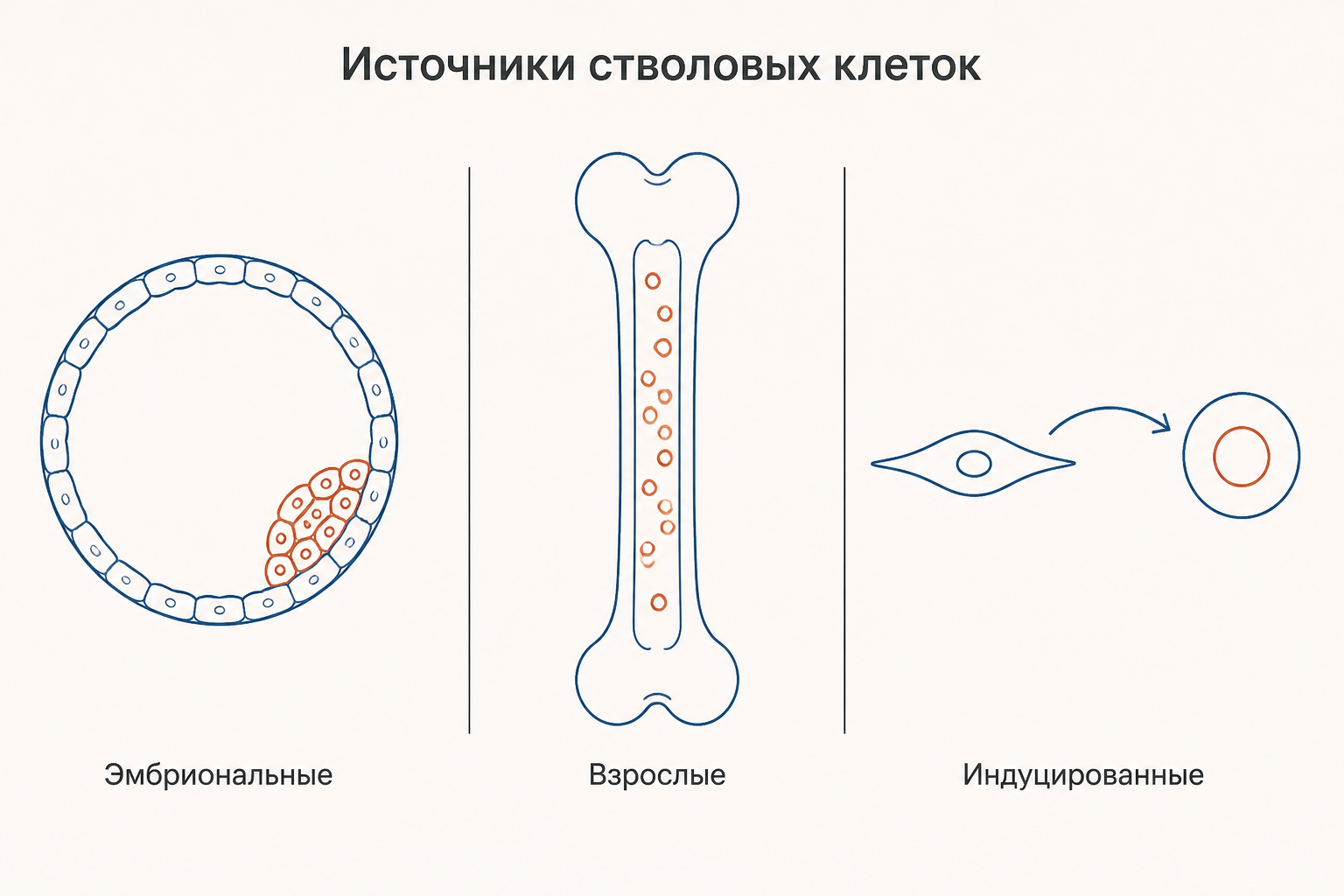 Три источника стволовых клеток: эмбриональные, взрослые и индуцированные