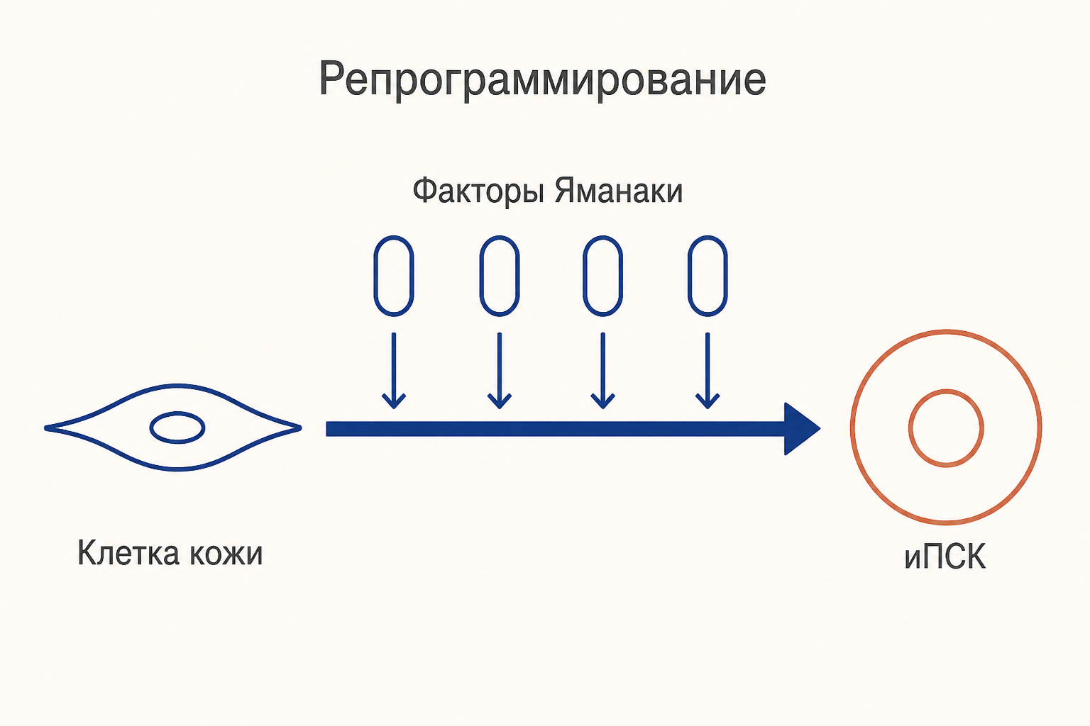 Репрограммирование клетки кожи в иПСК четырьмя факторами Яманаки