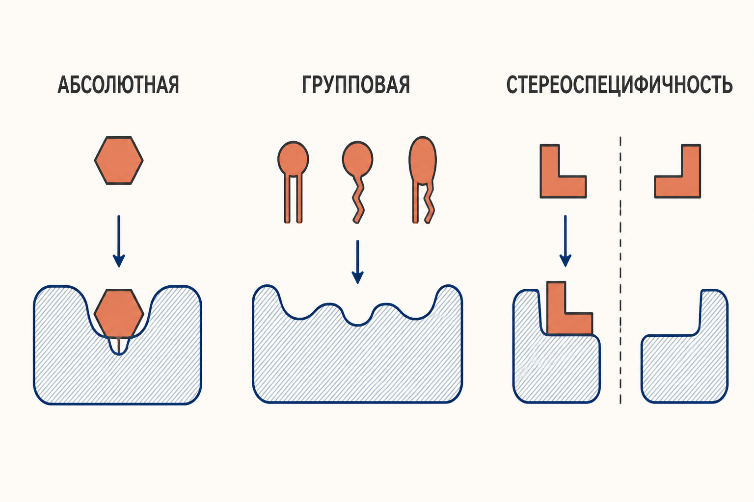 Три схемы: абсолютная, групповая и стереоспецифичность ферментов