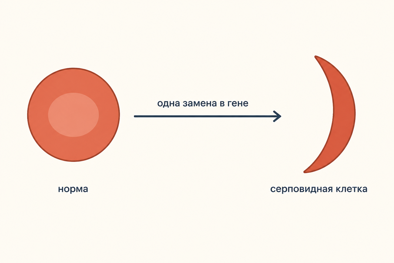 Замена одного нуклеотида в гене бета-глобина: нормальный эритроцит и серповидная клетка