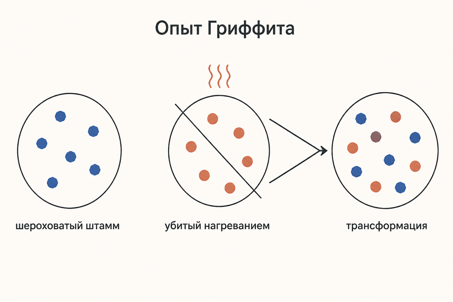 Схема опыта Гриффита: шероховатый штамм, убитый нагреванием гладкий штамм и появление капсульных колоний