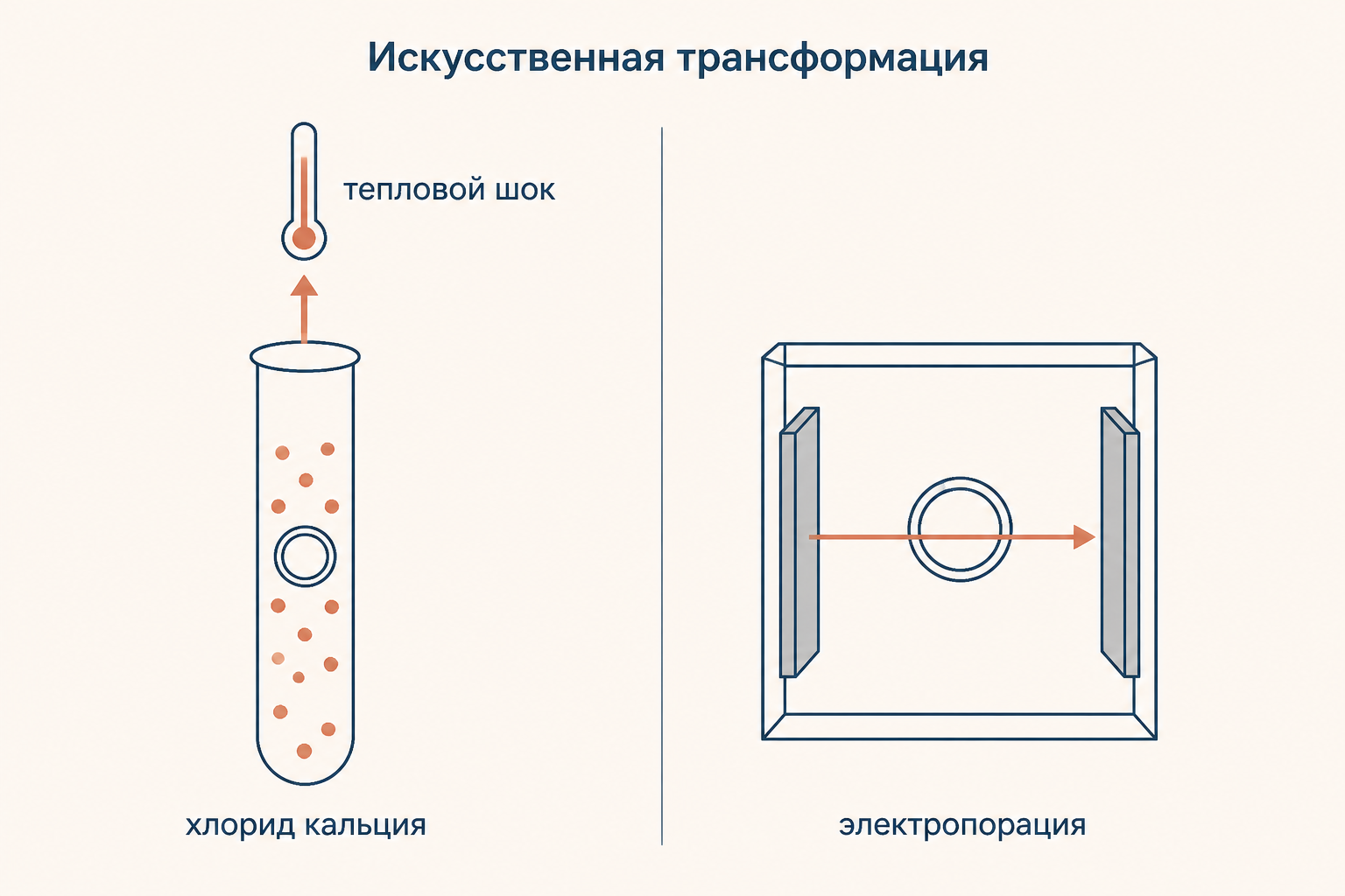 Лабораторные способы трансформации: обработка хлоридом кальция с тепловым шоком и электропорация