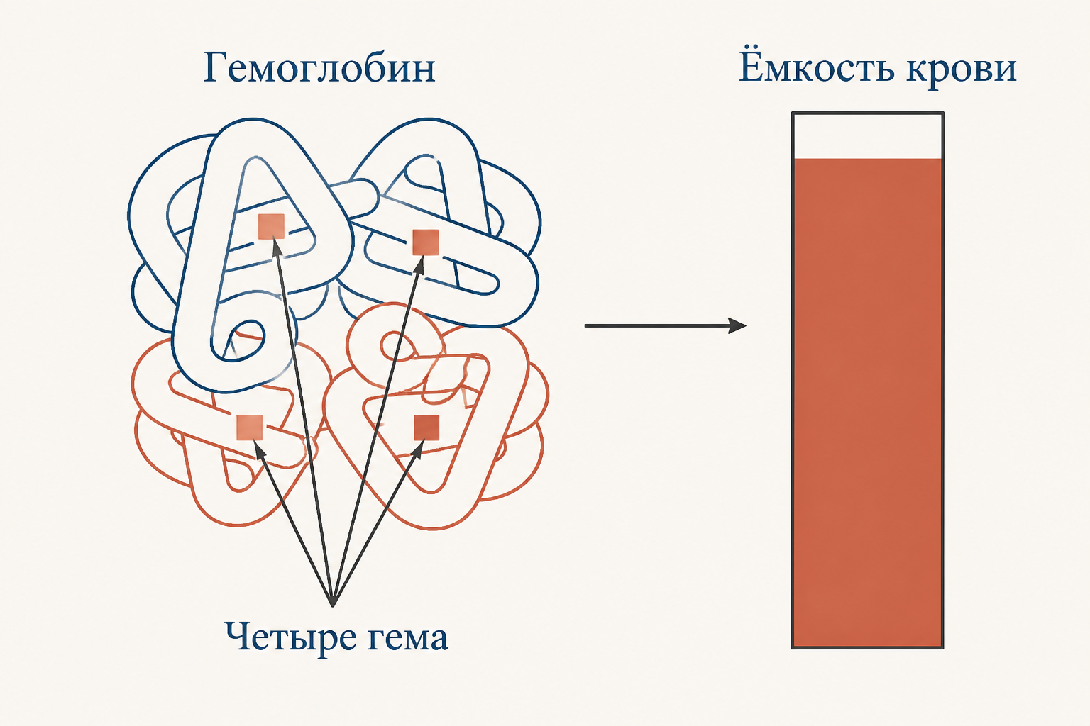 Схема капилляра: кислород, связанный с гемоглобином эритроцитов, и малая доля газа, растворённая в плазме