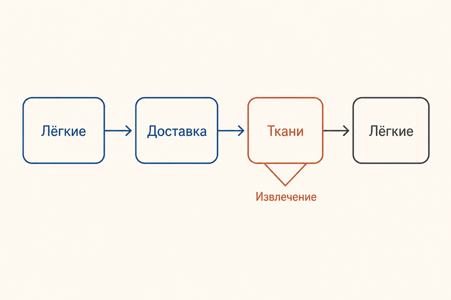 Схема доставки кислорода: лёгкие, артериальная кровь, ткани и доля извлечённого кислорода