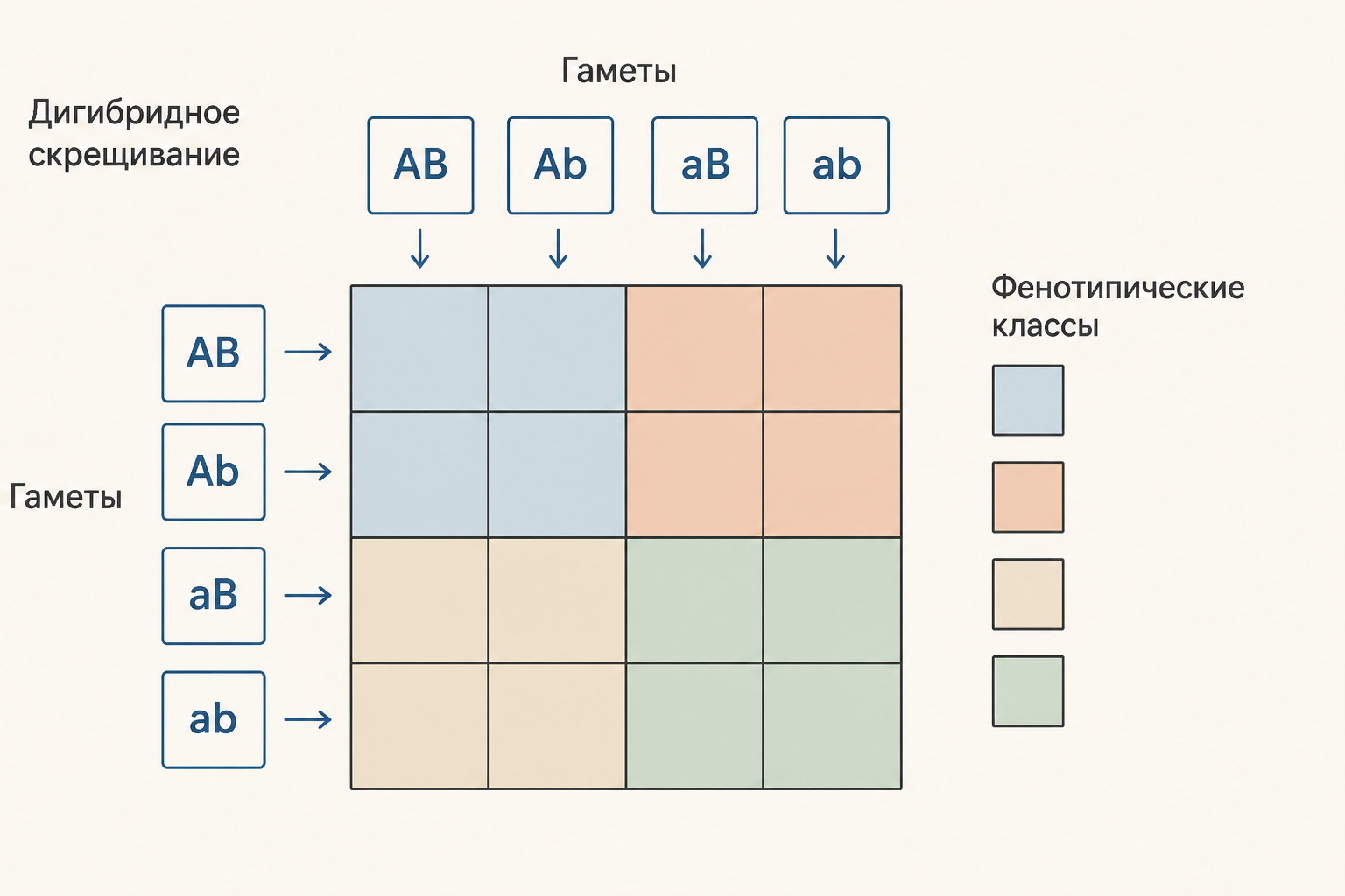 Схема решётки Пеннета: четыре гаметы каждого родителя и четыре фенотипических группы