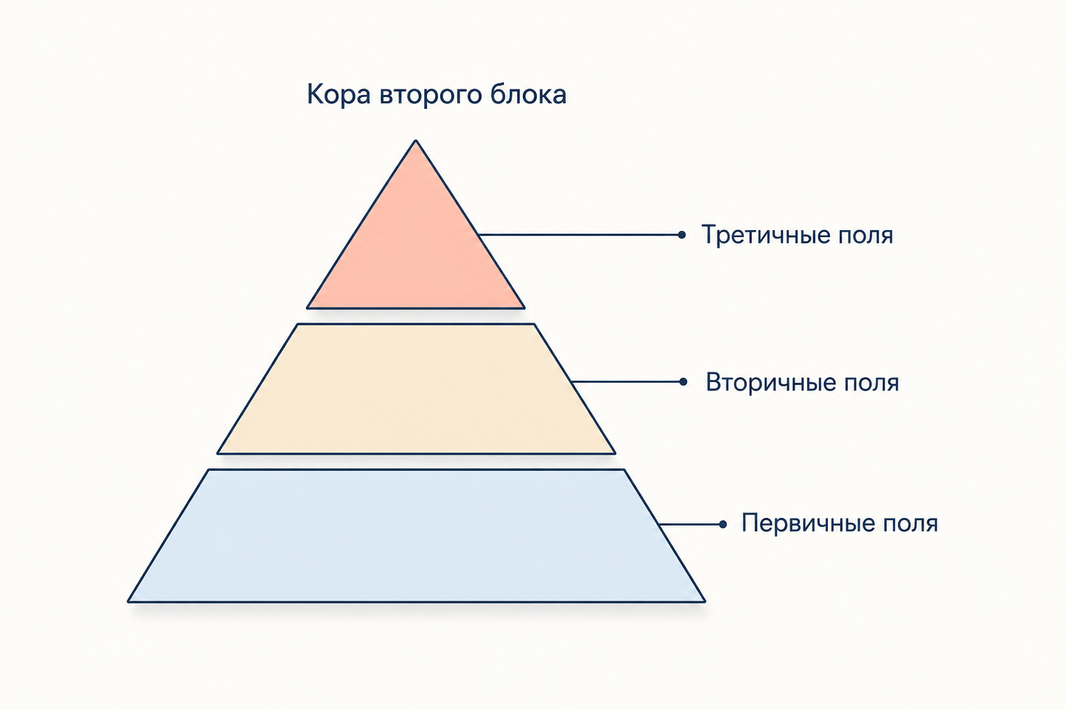 Пирамида уровней коры второго блока: широкое основание первичных полей, над ним вторичные и узкая вершина третичных