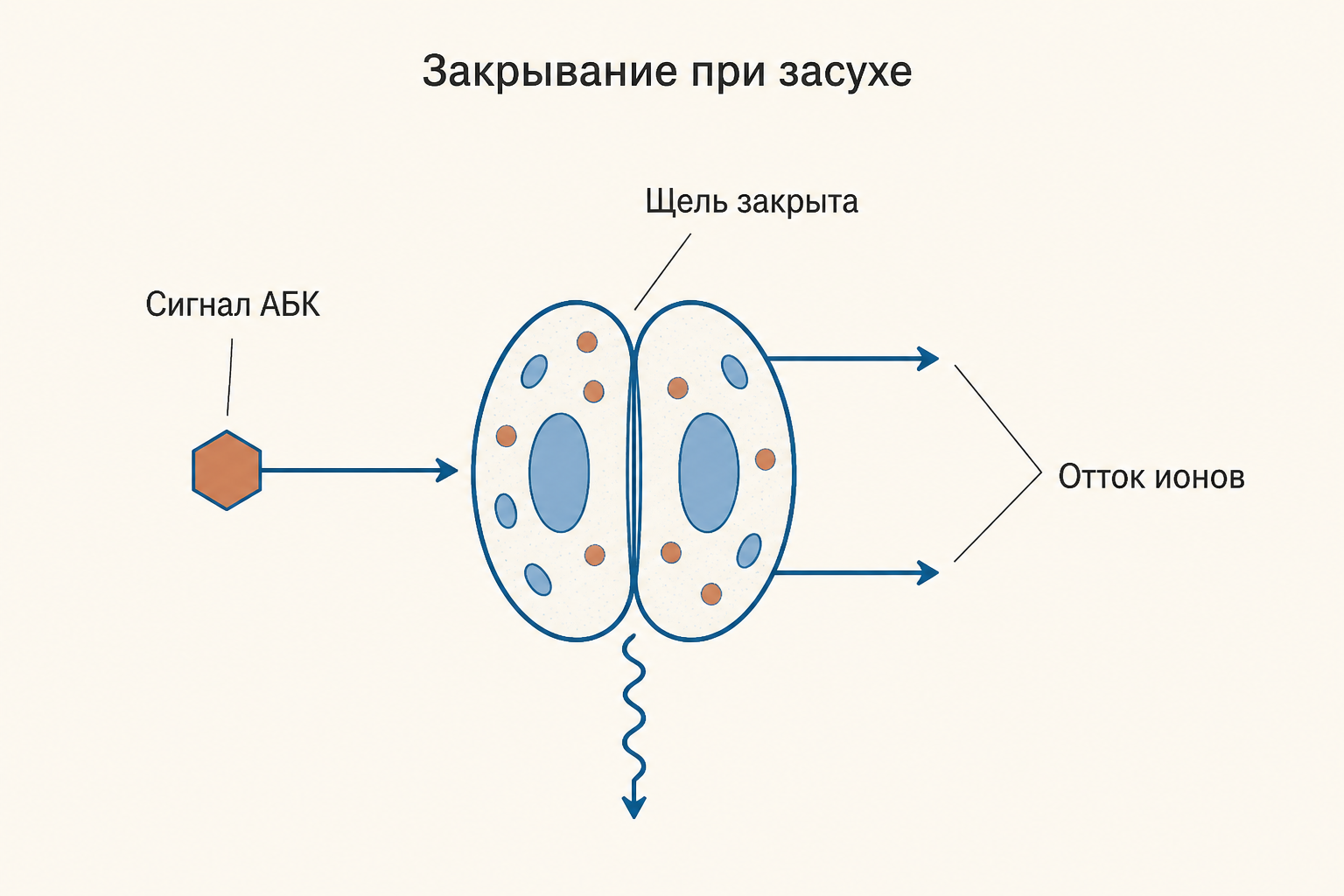 Закрывание устьица при засухе: сигнал абсцизовой кислоты, отток ионов и потеря тургора