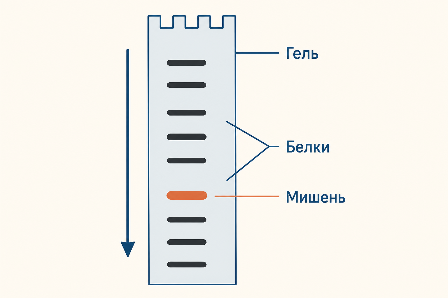 Схема SDS-PAGE: смесь белков расходится в геле, а белок-мишень занимает свою полосу