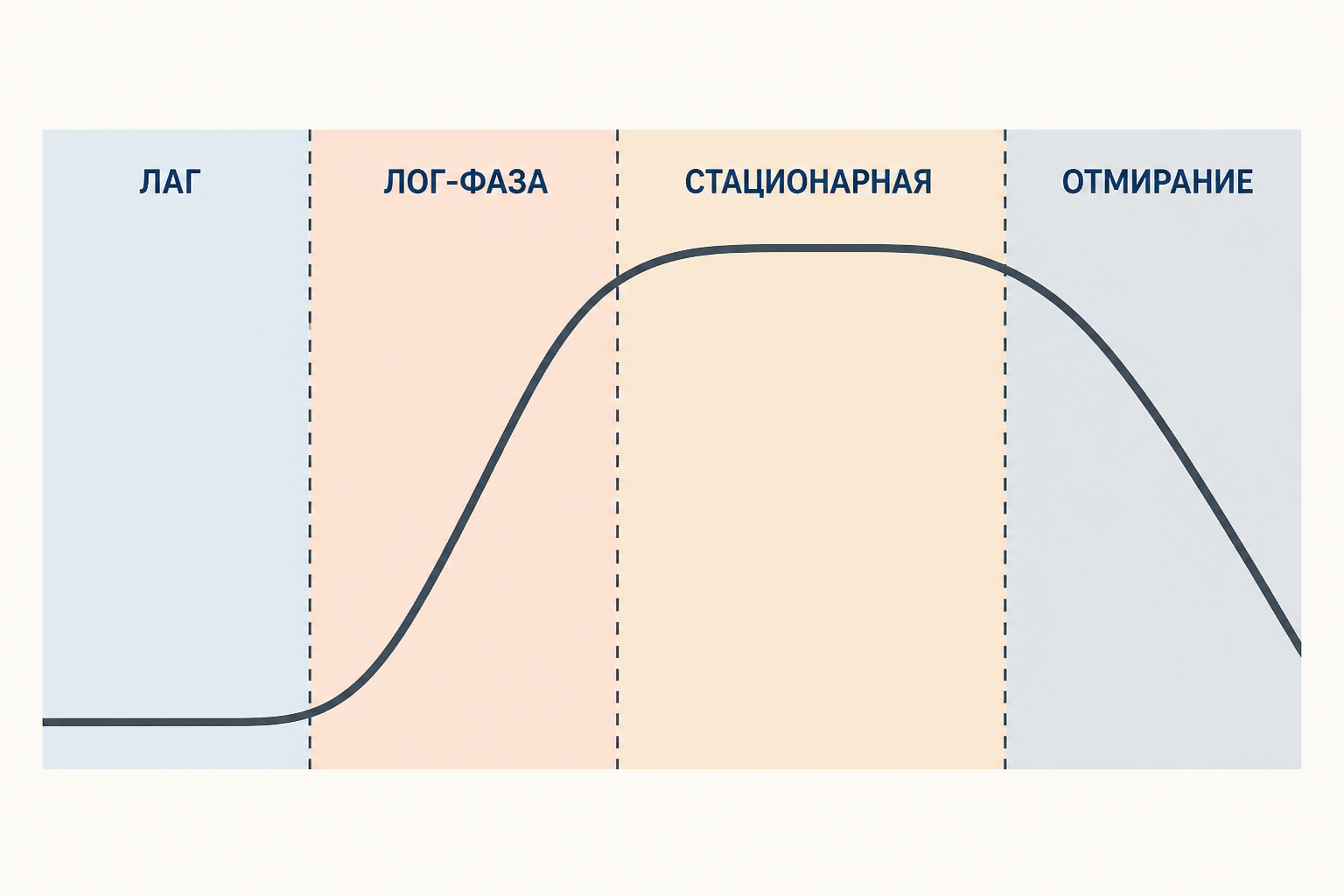 Кривая периодической бактериальной культуры включает лаг-фазу, лог-фазу, стационарный участок и отмирание