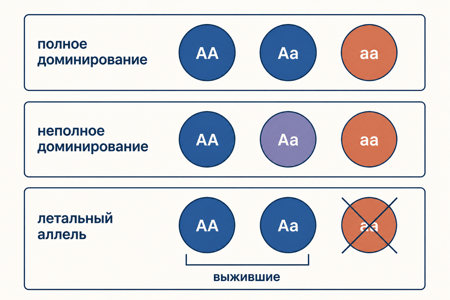 Сравнение фенотипических расщеплений при полном и неполном доминировании, а также при летальном аллеле