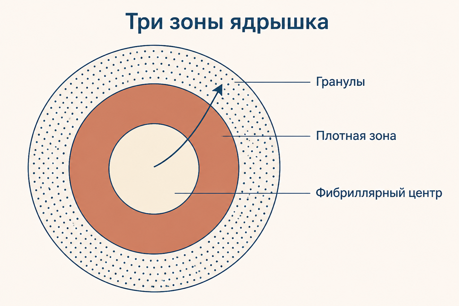 Схема трёх зон ядрышка: фибриллярный центр, плотный фибриллярный компонент и гранулярный компонент как этапы одного конвейера