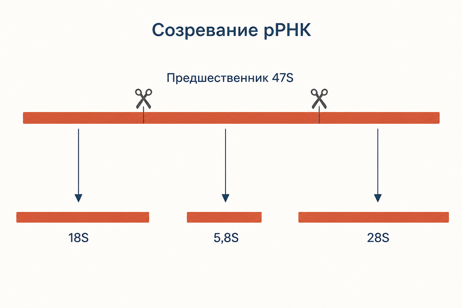 Созревание рибосомной РНК: длинный предшественник 47S разрезается на зрелые молекулы 18S, 5,8S и 28S