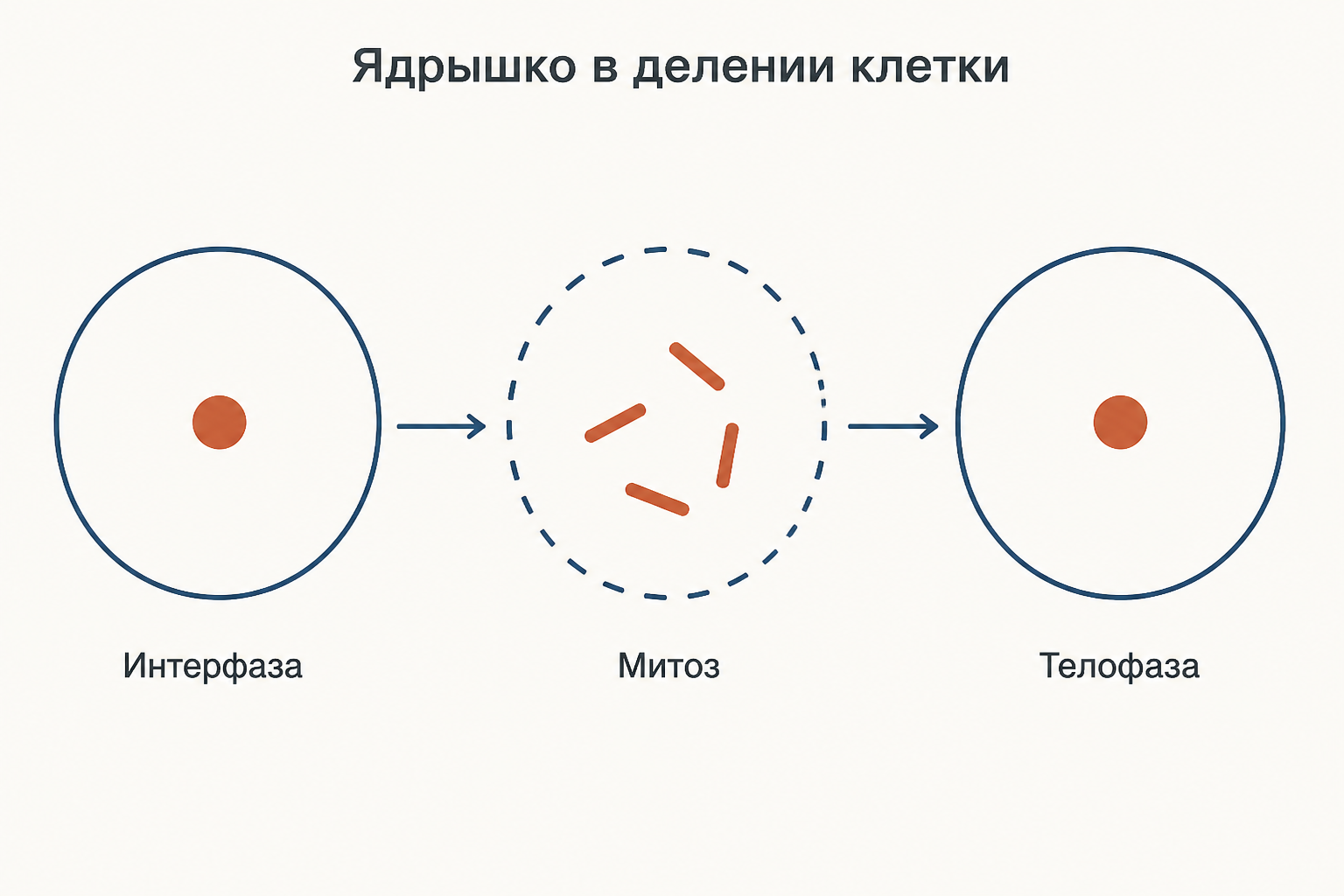 Ядрышко в клеточном цикле: заметно в интерфазе, разбирается в профазе митоза и собирается заново в телофазе
