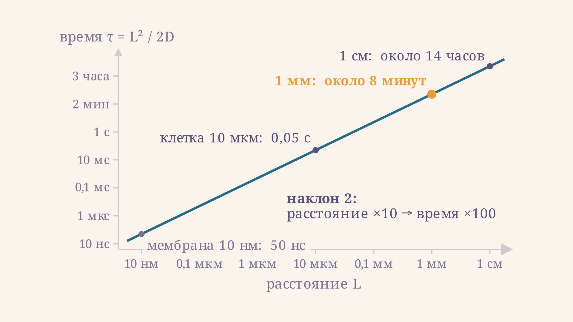 Время диффузии в логарифмических осях при коэффициенте 1,0e-9 квадратных метров в секунду. Прямая имеет наклон 2: мембрана толщиной 10 нм проходится за 50 нс, клетка размером 10 мкм за 0,05 с, а один миллиметр требует уже около восьми минут